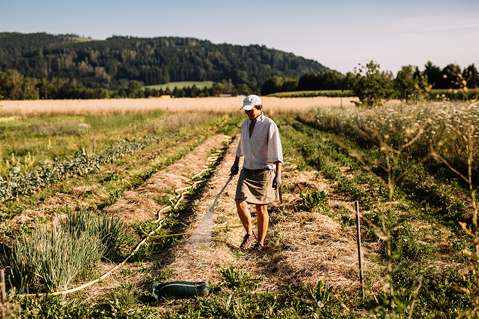 Person arbeitet auf Feld zwischen Reeihen von nachhaltigem Gemüseanbau