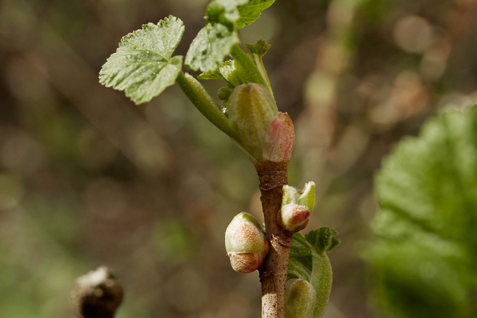 Nahaufnahme von Knospen an einem Zweig