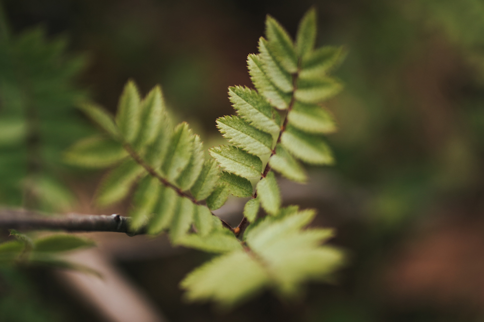 Nahaufnahme Blätter am Zweig