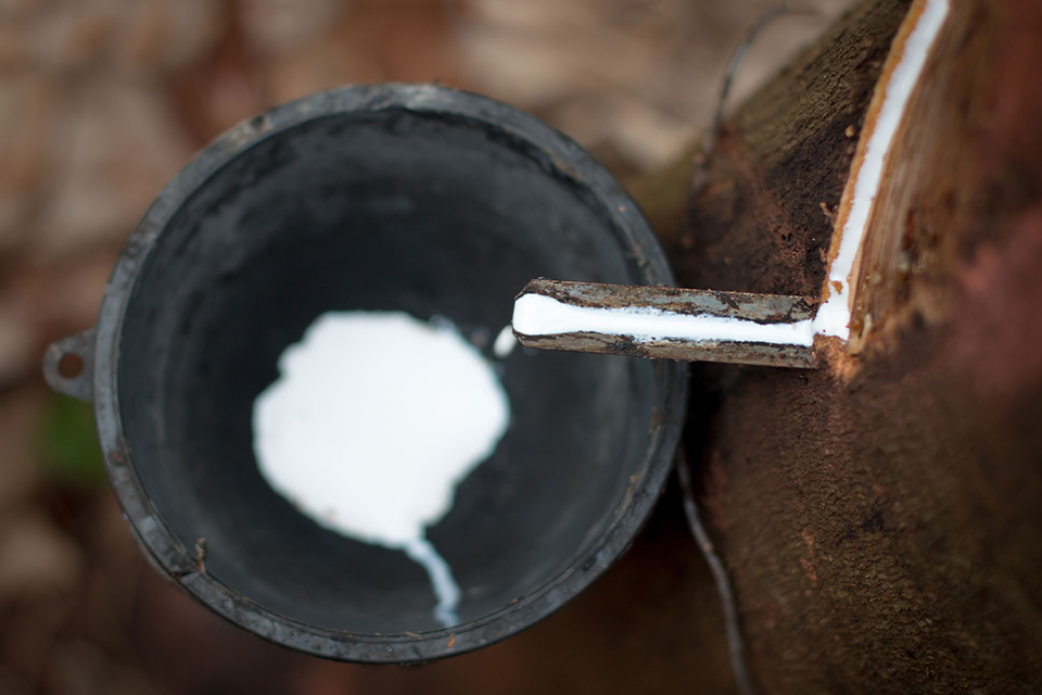 Flüssiger Naturkautschuk läuft über ein Metallstück im Baum in einen Eimer