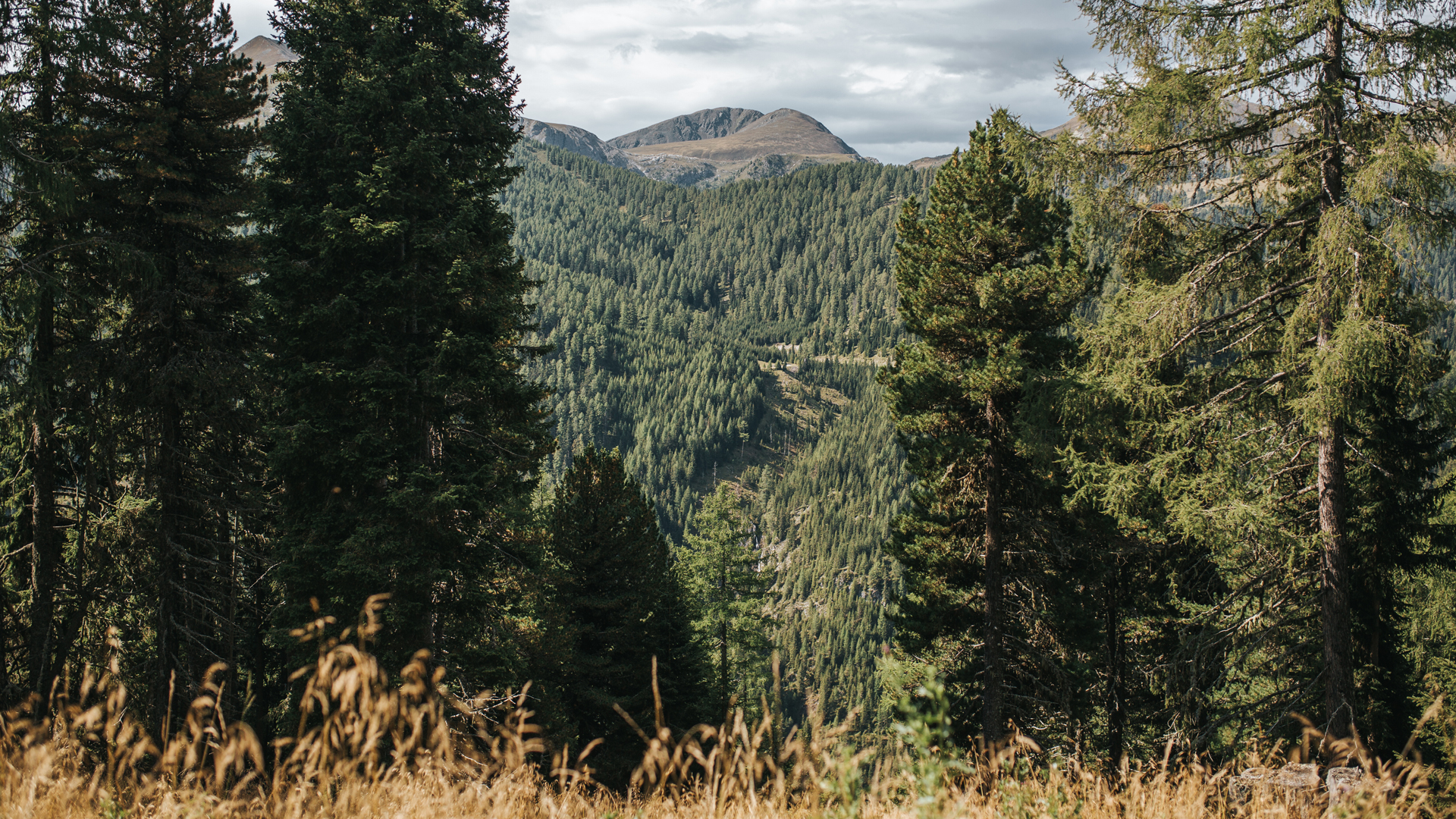 Panoramablick auf Berg und Wälder