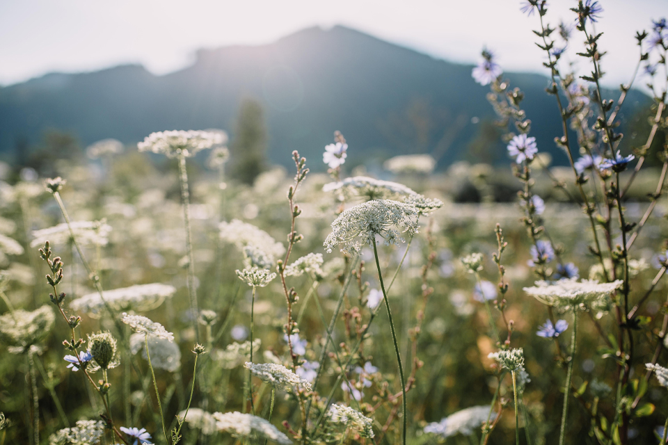 Wildblumen im Sonnenlicht vor unscharfer Berglandschaft