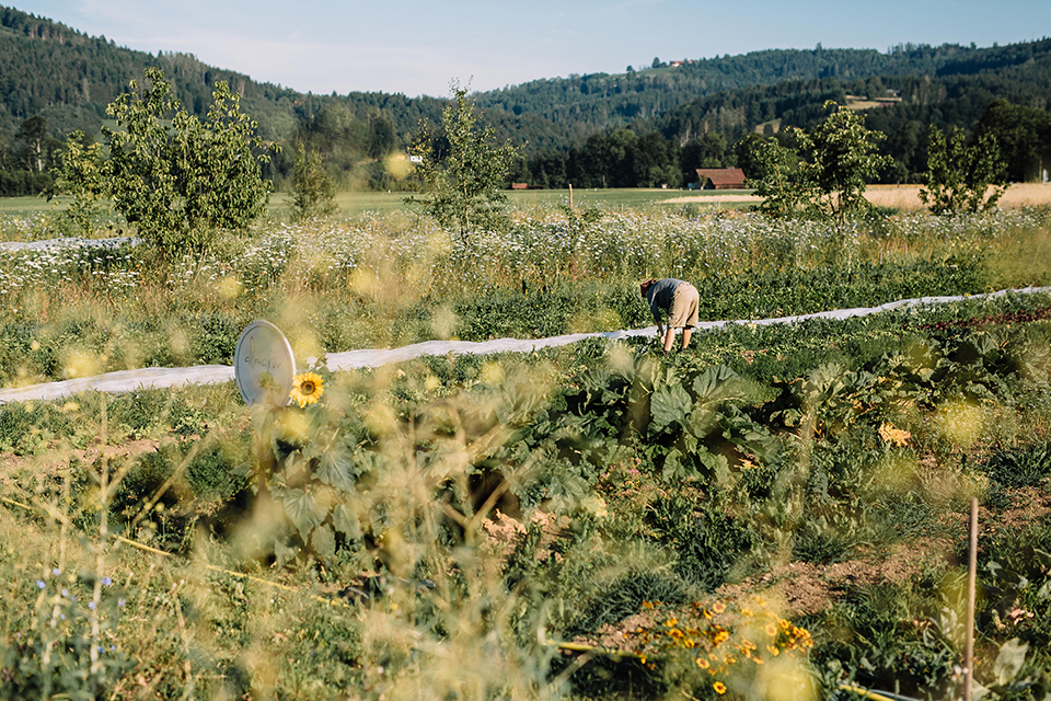 Kräuterfeld in ländlicher Umgebung mit arbeitender Person und blühender Natur