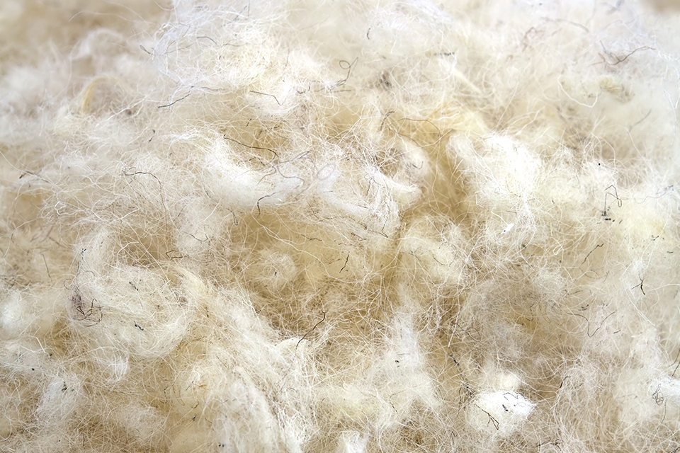 Nahaufnahme von der Struktur einer natürlichen Schafwolle