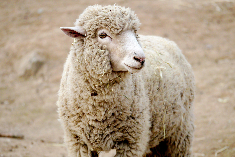 Ein in die Ferne blickendes Schaf