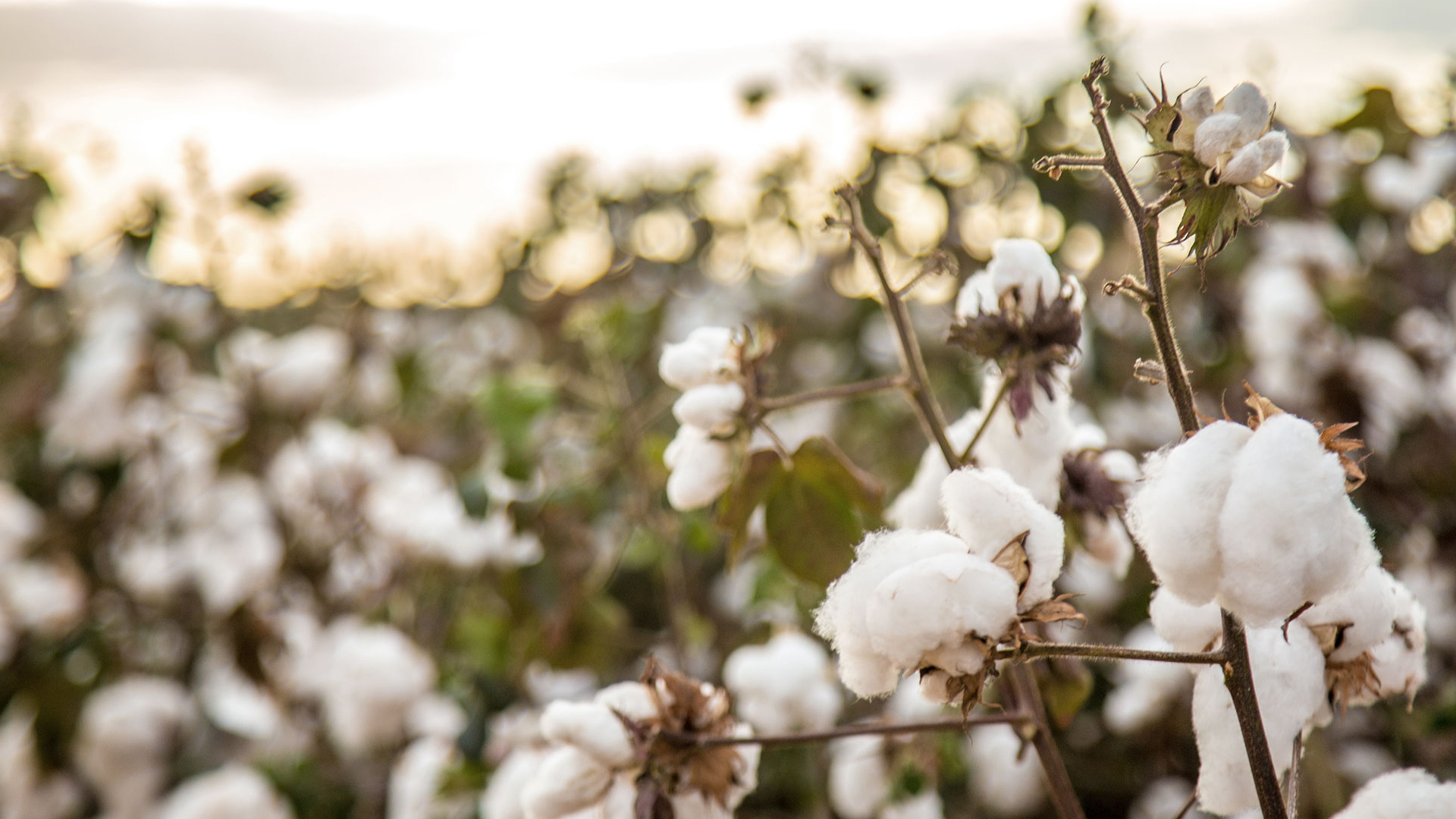 Feld voller Baumwoll-Pflanzen