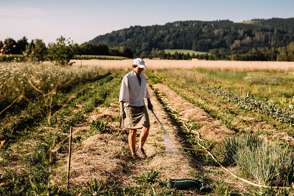 Person beim Gießen von Gemüsebeeten auf einem Feld in ländlicher Umgebung