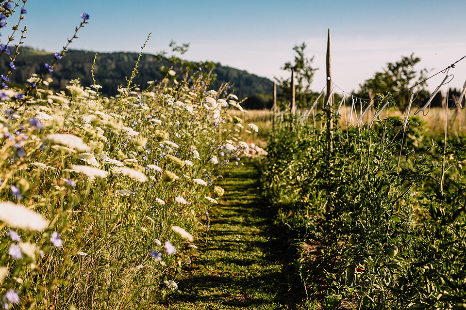 Weg durch eine Blumenwiese