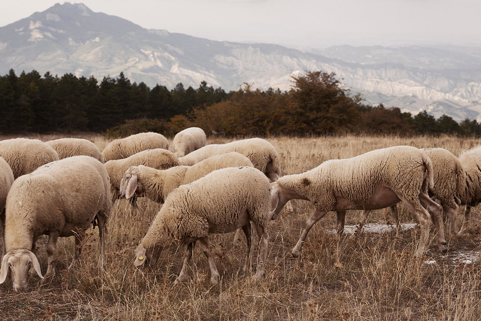 Schafherde beim grasen