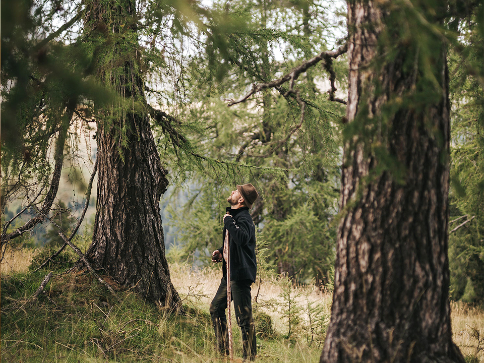 Förster beim begutachten von Bäumen im Wald
