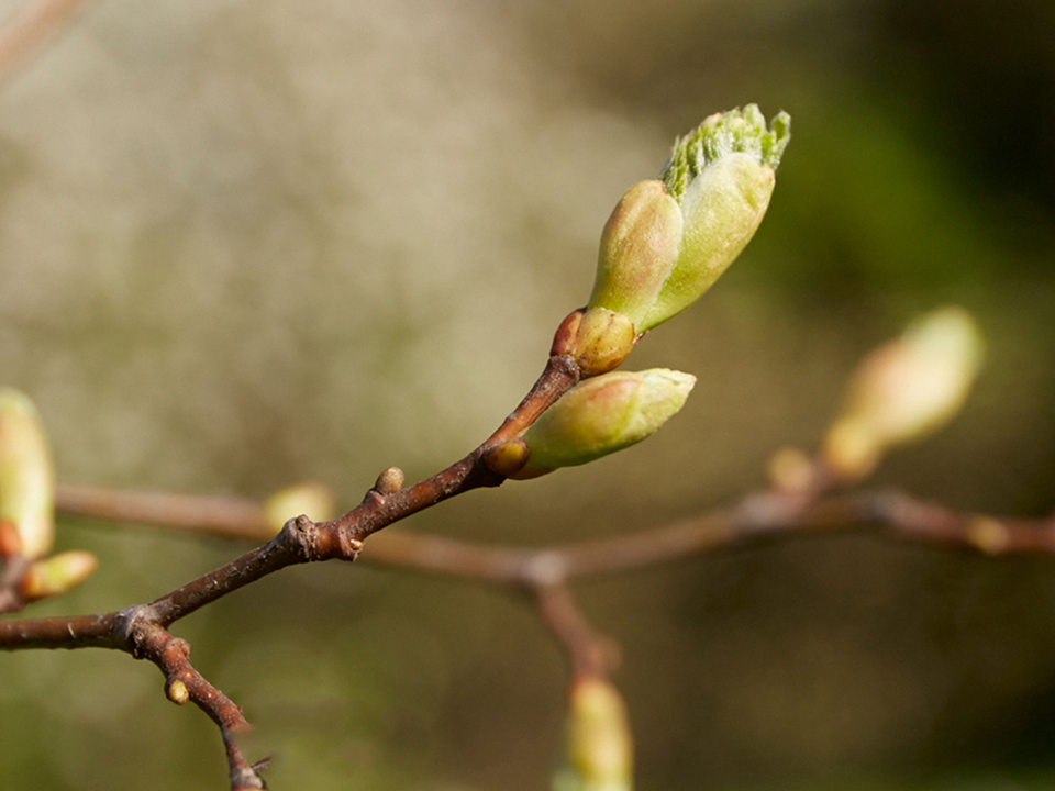 Lindenknospe an Zweig