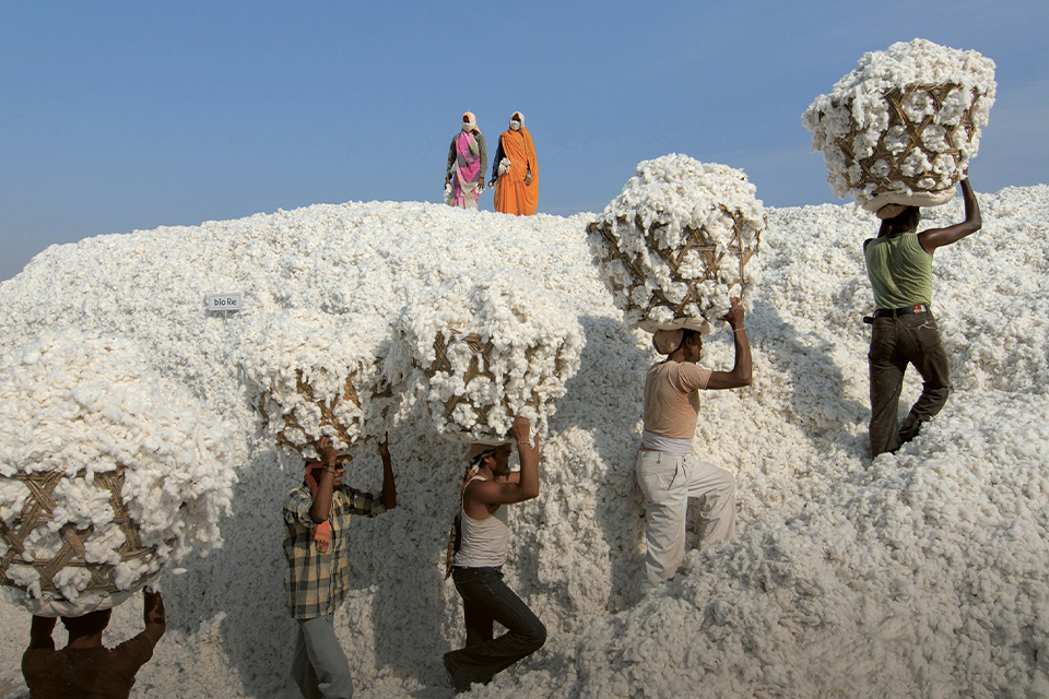 Mehrere Personen wandern mit Körben durch einen Berg voller Baumwollblüten