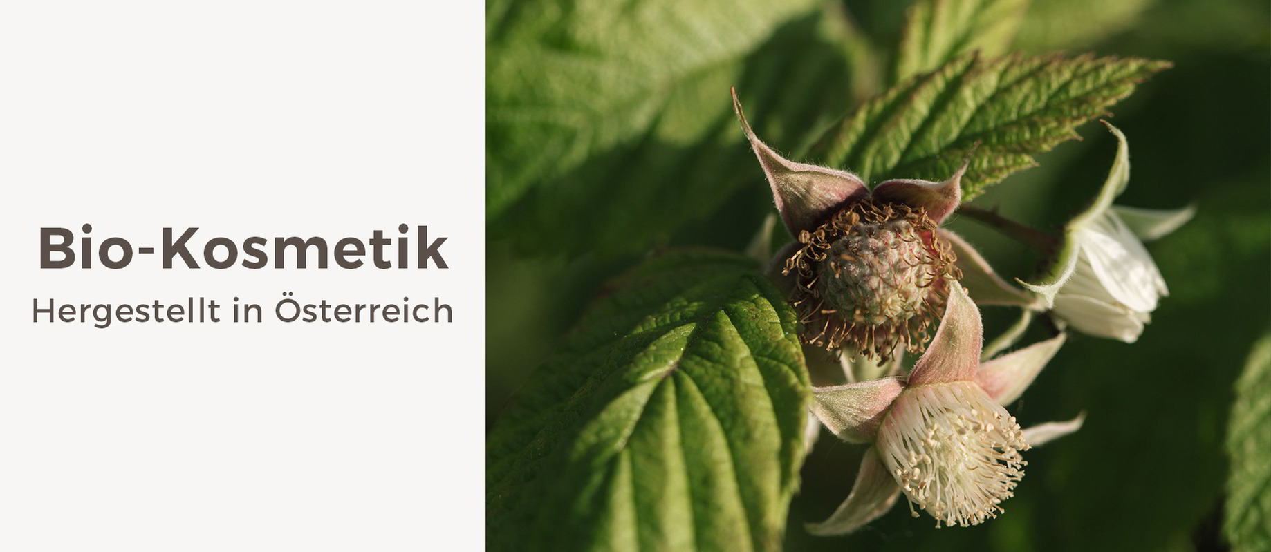 Zertifizierte Bio-Kosmetik