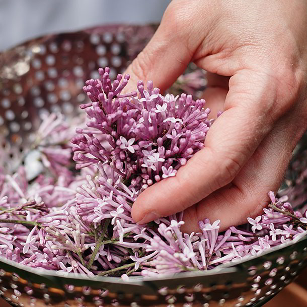 Gemmotherapie: Schönheit aus der Knospe - Barbara Gehmayr - Pharmazeutin Apothekerin