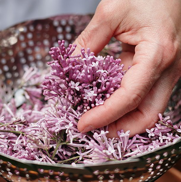 Gemmotherapie: Schönheit aus der Knospe - Barbara Gehmayr - Pharmazeutin Apothekerin