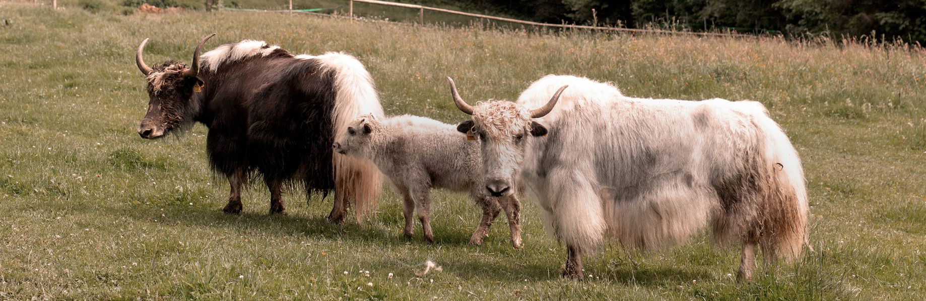 Yak und Alpaka, sowie deren Wolle