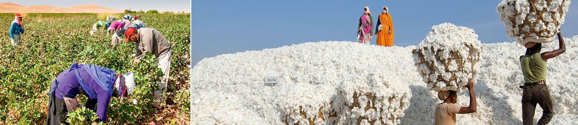 Kleidung aus Baumwolle aus kontrolliert biologischem Anbau