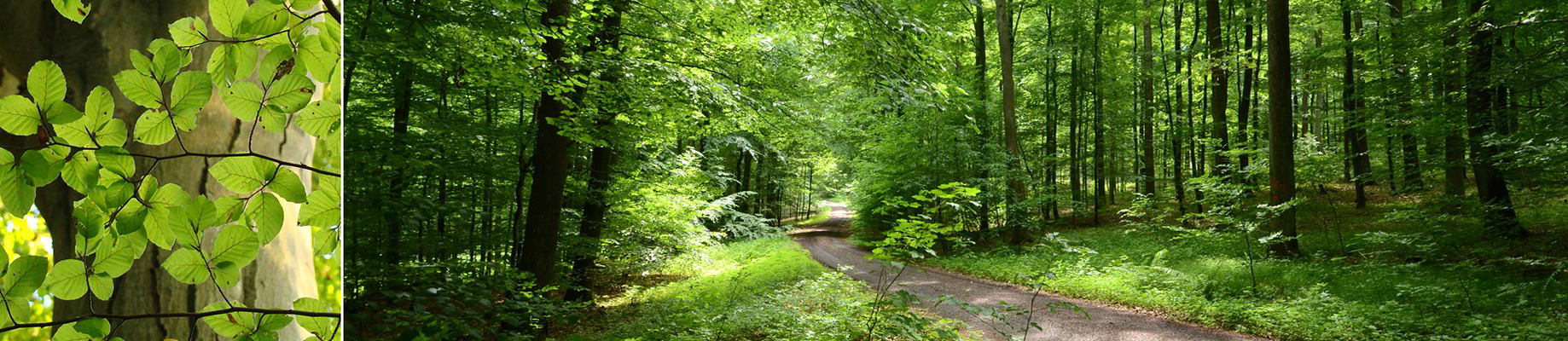 Buchenholz