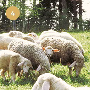 Schafschurwolle vom Merinoschaf für Kopfkissen, Bettdecken , Kinderprodukte, Heimtextilien und Kleidung