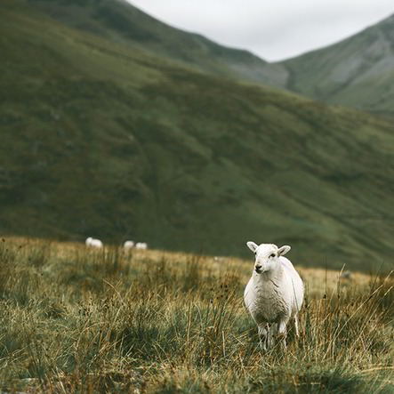Schaf auf grüner Wiese
