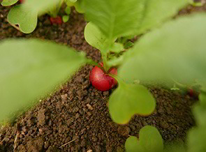 Bio-Radieschen kurz vor der Ernte