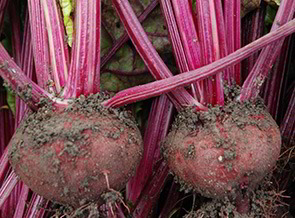 2 rote Rüben aus biologischer Landwirtschaft