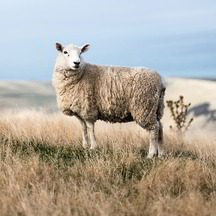 Schafschurwolle für Naturmatratzen, Kopfkissen, Bettdecken , Kinderprodukte, Heimtextilien, Kleidung und Möbelstoffe