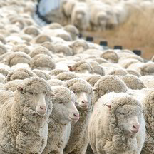 Die Wolle kommt aus kontrolliert biologischer Tierhaltung (kbT) und wird von artgerecht und mit Bedacht auf das Tierwohl gehaltenen Schafen gewonnen – kein Mulesing!   