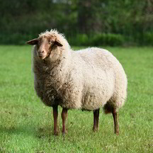 Coburger Fuchs eine Schafrasse, dessen Wolle ungefärbt verarbeitet wird