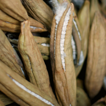 Kapok für Bettdecken und Kopfkissen für Allergiker