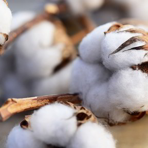 Baumwolle aus kontrolliert biologischem Anbau (kbA) für Kleidung, Bettdecken, Schlaftextilien, Heimtextilien, Baby-und Kinderprodukten.
