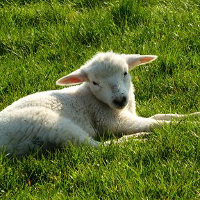 Wolle vom Lamm für Kinderprodukte und Heimtextilien