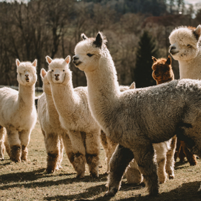 Erfahren Sie mehr: Alpakawolle für Naturmatratzen, Kopfkissen, Bettdecken und Kleidung