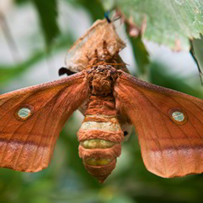 Wildseide für Kopfkissen und Bettdecken 