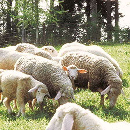 Schafschurwolle vom Merinoschaf für Kopfkissen, Bettdecken , Kinderprodukte, Heimtextilien und Kleidung