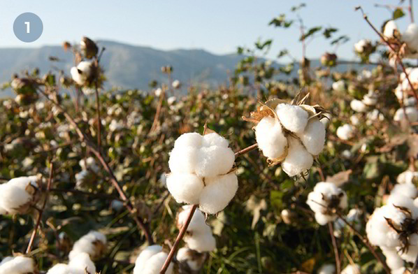 Erfahren Sie mehr: Unsere Bio-Baumwolle aus kontrolliert biologischem Anbau