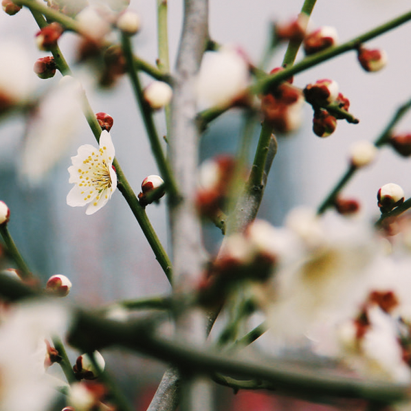 Erfahren Sie mehr: Aromatherapie im Frühling