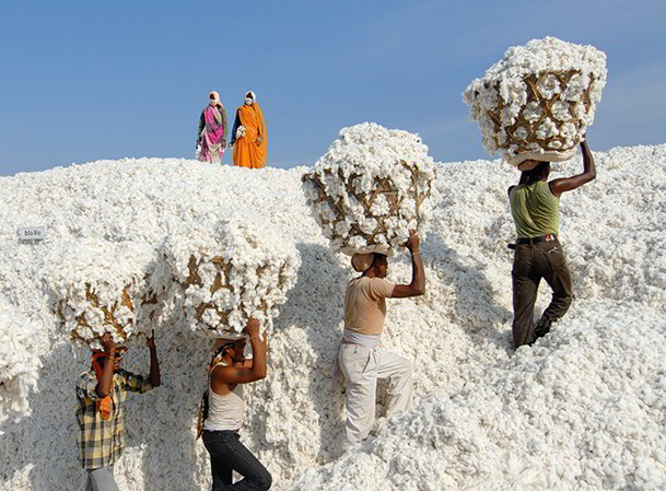 Gewinnung der Bio-Baumwolle unter sozial fairen und ökologischen Kriterien