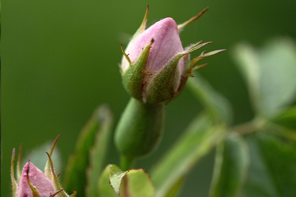 Wildrose