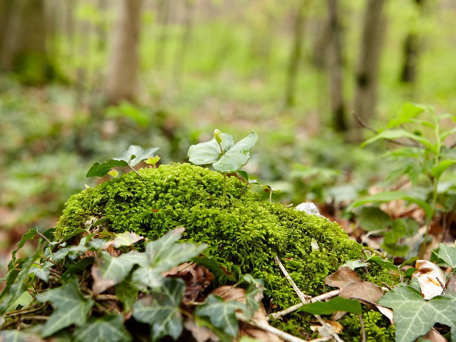 Grüne Erde-Welt Themenführung Wald im Jahreskreis