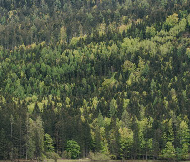 Grüne Erde legt Wert auf Holz aus nachhaltiger, europäischer Forstwirtschaft.