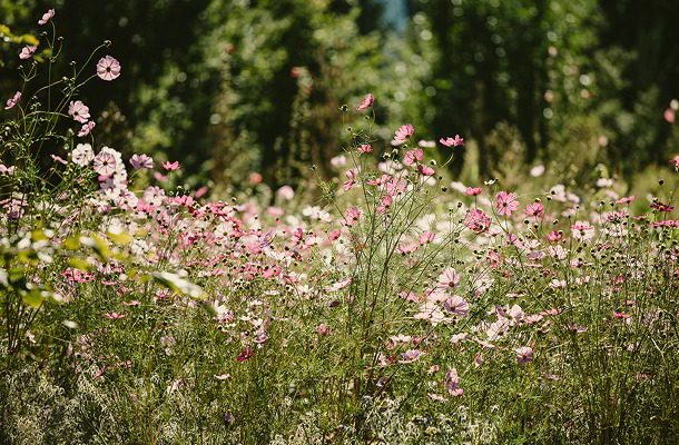 Frühlingsmarkt und Almgrün Jungpflanzenmarkt