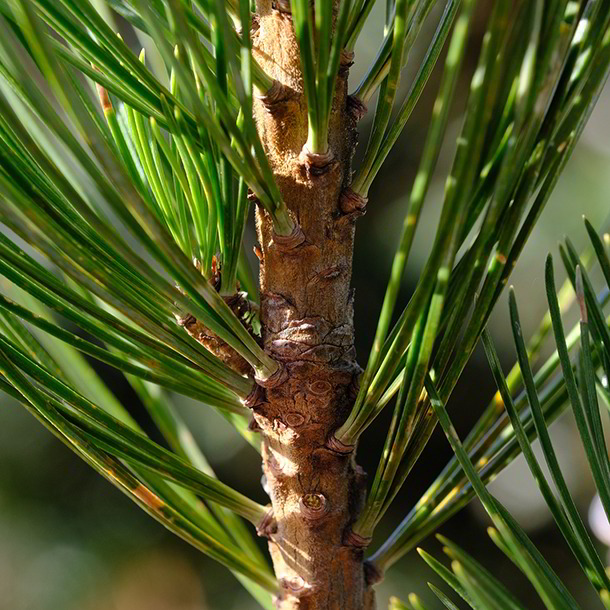 Zirbe - Grüne Erde Naturkosmetik aus hochwertigen, natürlichen Rohstoffen