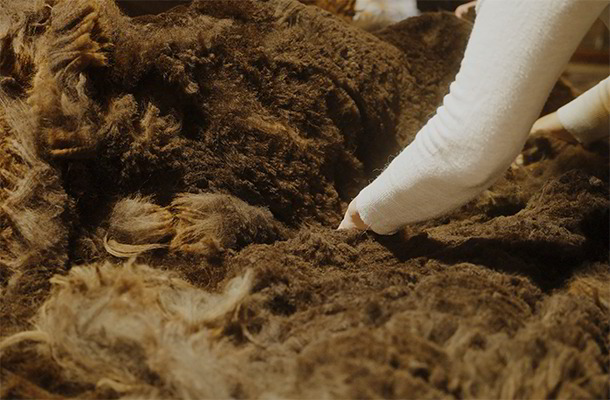 Sortierung von Alpakawolle für Bettdecken, Kopfkissen und Naturmatratzen in Gaspoltshofen