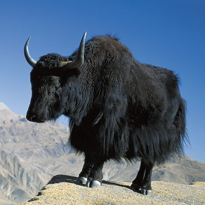 Ein Yak aus der Mongolei