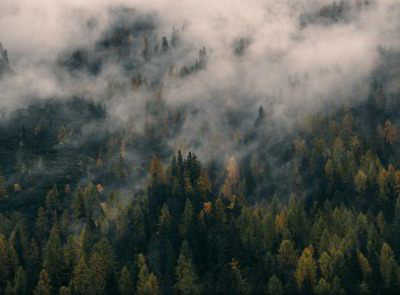 Nebel steigt über Wald auf