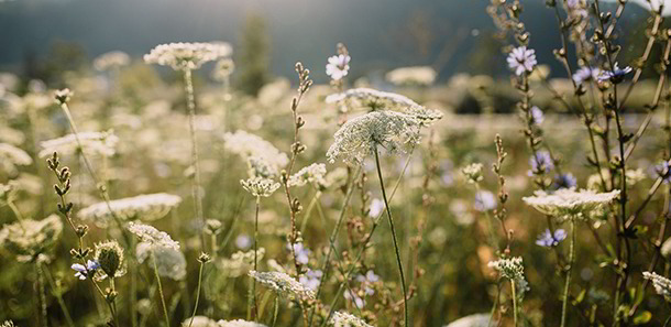 Blumenwiese