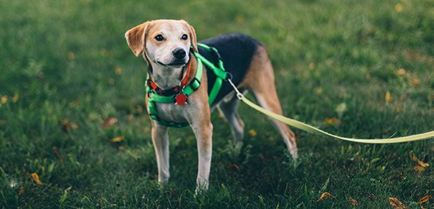 Hund vor Holzhütte bei der Grüne Erde-Welt