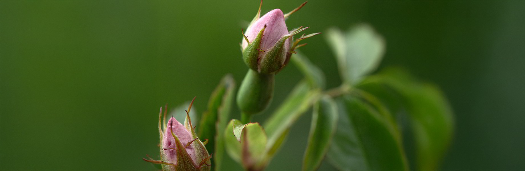 Wildrose Wildrose
