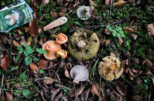 Pilze aus dem Wald